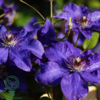Clematis hybr. 'The President', Klematis