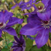 Clematis hybr. 'The President', Klematis