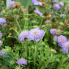 Scabiosa japonica var. alpina, Japansk skabiose
