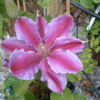 Clematis hybr. 'Dr. Ruppel', Klematis