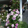 Clematis hybr. 'Dr. Ruppel', Klematis