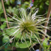 Clematis hybr. 'Dr. Ruppel', Klematis