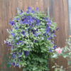 Clematis hybr. 'Jackmanii', Klematis