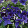 Clematis hybr. 'Jackmanii', Klematis