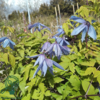 Clematis alpina
