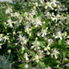 Clematis vitalba, Alm. skovranke