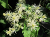 Clematis vitalba, Alm. skovranke