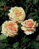 Rosa 'Carl Nielsen™' Poulht010®