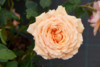 Rosa 'Carl Nielsen™' Poulht010®