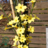 Jasminum nudiflorum