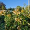 Lonicera caprifolium