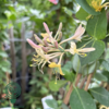 Lonicera heckr. 'Goldflame'