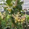 Lonicera heckr. 'Goldflame'