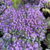 Thymus praecox 'Minor', Tidlig timian