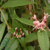 Lonicera henryi
