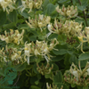 Lonicera per. 'Loly', Kaprifolie