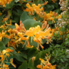 Lonicera tellmanniana