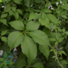 Parthenocissus q. engelmannii