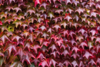 Parthenocissus q. engelmannii