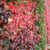 Parthenocissus tri. 'Veitchii'