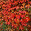 Parthenocissus tri. 'Veitchii'