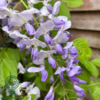 Wisteria sinensis 'Prolific'