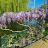 Wisteria sinensis 'Prolific'