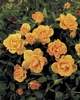 Rosa 'Flaming Cover™' Poultc015(N)