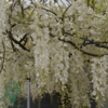 Wisteria sinensis 'Alba'
