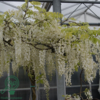 Wisteria sinensis 'Alba'