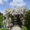 Wisteria sinensis 'Alba'