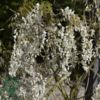 Wisteria sinensis 'Alba'