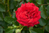 Rosa 'Grand Award™' Poulcy014(N)