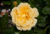 Rosa 'Tivoli 150™' Poulduce(N)