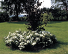 Rosa 'White Cover®' Poulcov(N)