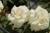 Rosa 'White Nights™' Poulaps(N)