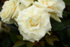 Rosa 'White Nights™' Poulaps(N)