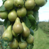 Pyrus com. 'Conference', Pære