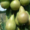Pyrus com. 'Conference', Pære