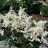 Astilbe arendsii-hybrid 'Brautschleier', Astilbe