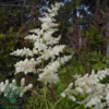 Astilbe arendsii-hybrid 'Brautschleier', Astilbe