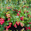 Vaccinium vit. 'Red Pearl', Tyttebær