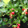 Vaccinium vit. 'Red Pearl', Tyttebær