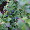 Vaccinium myrtilus, Alm. blåbær