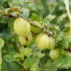 Ribes uva-crispa 'Tatjana', Stikkelsbær