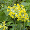 Primula florindae, Kæmpeprimula