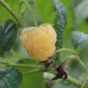 Rubus idaeus 'All gold', Hindbær