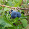 Lonicera kamtschatica 'Eisbar', Majbær/Honningbær