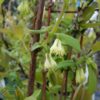 Lonicera kamtschatica 'Eisbar', Majbær/Honningbær