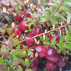 Vaccinium macrocarpon 'Stevens', Storfrugtet tranebær